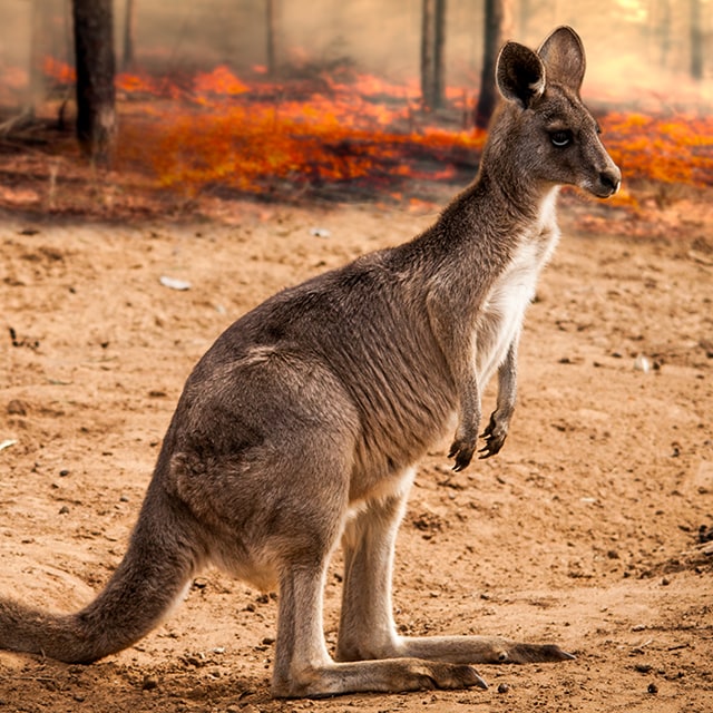 Australian Bushfire 2